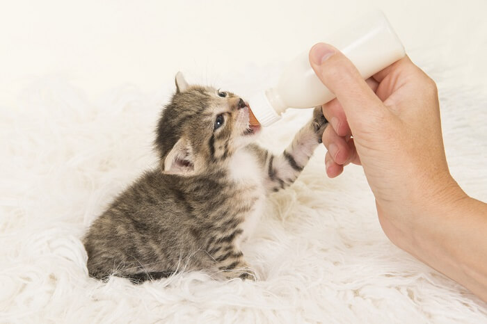 Natural Weaning Vs. Weaning A Bottle-Fed Kitten