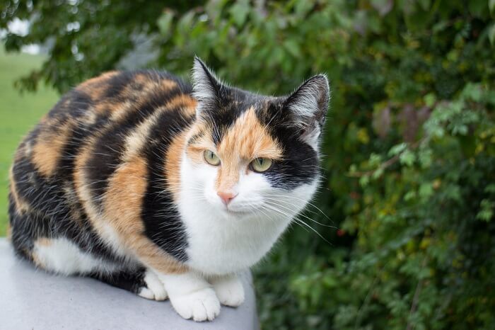 A calico cat, displaying its distinct coat pattern with a combination of white, black, and orange fur patches.