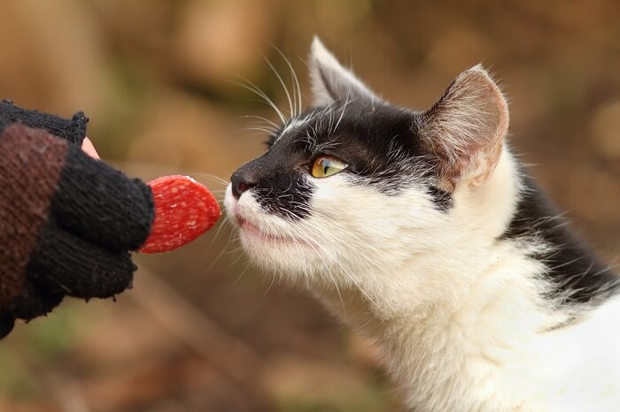 A cat captivated by a slice of ham, reflecting its curiosity about human food and flavors.