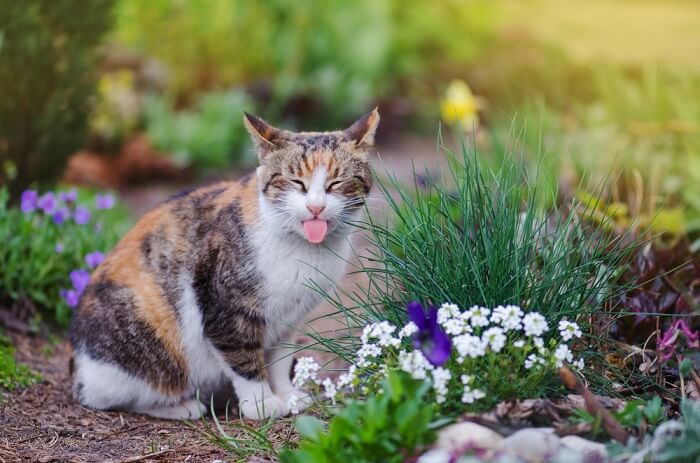 Image depicting a cat playfully sticking out its tongue, embodying a mischievous and lighthearted expression.