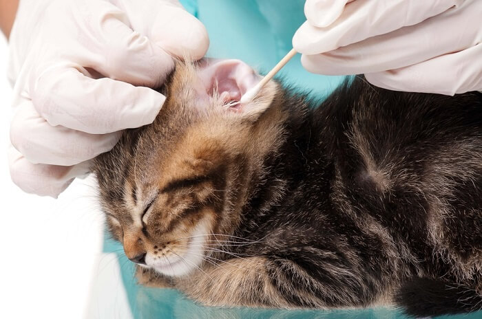 Image depicting a person gently cleaning a cat's ears.