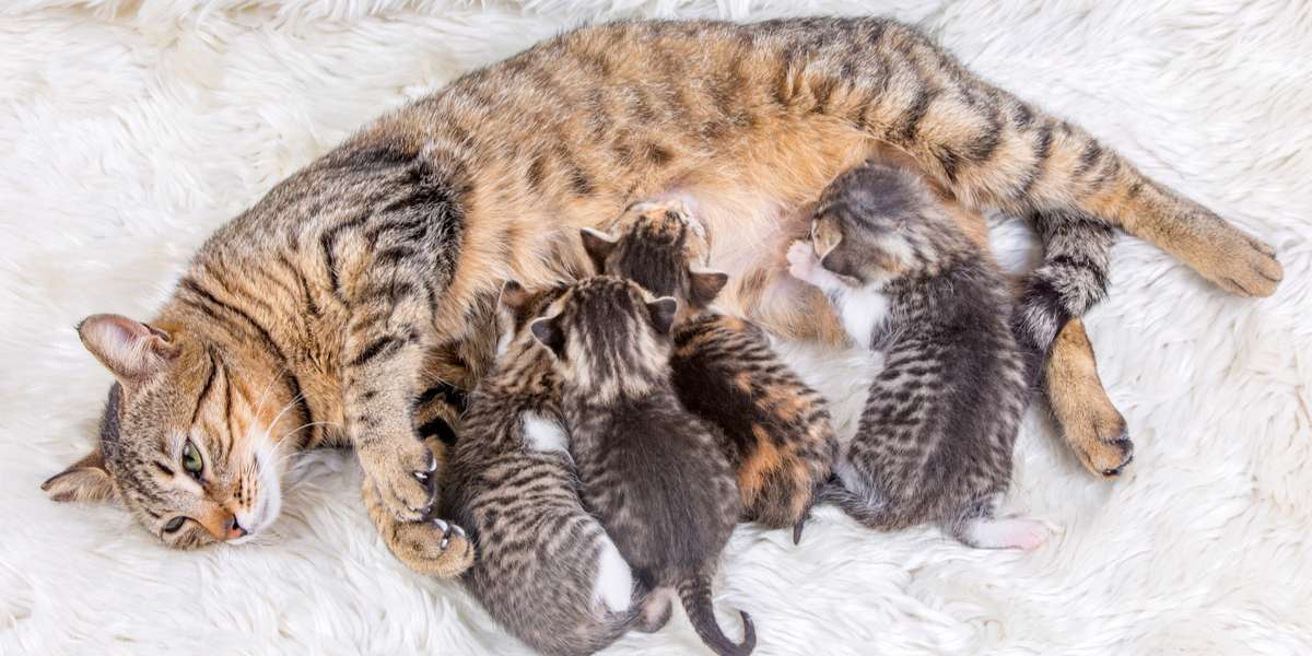 A mother cat with her kittens, showcasing the tender and protective care provided by feline mothers to their offspring.