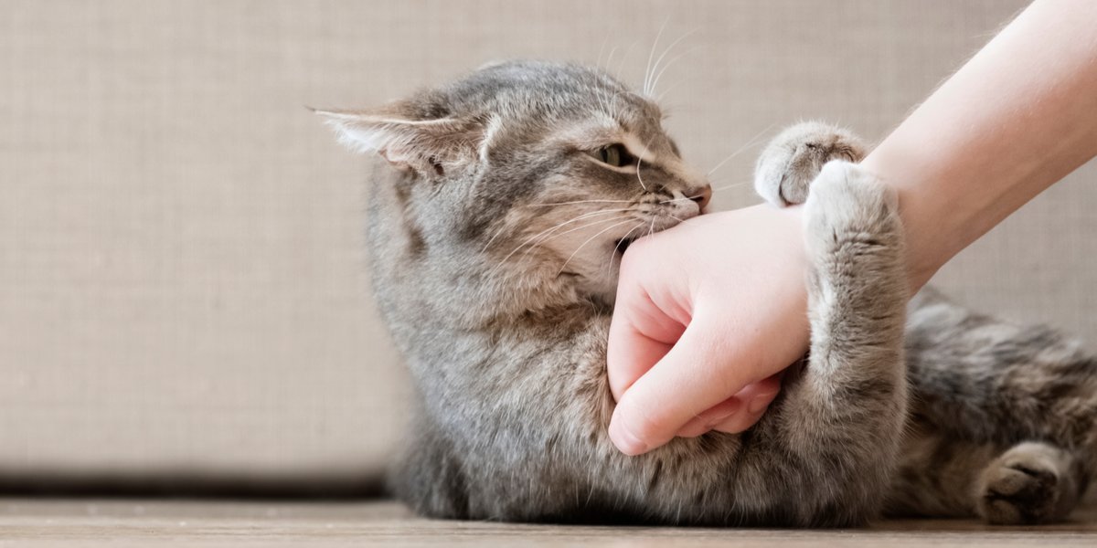 Playful cat with wide eyes and bared teeth, exhibiting a 'not to bite' expression.