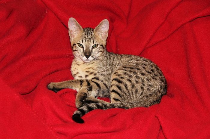 Image of a Savannah cat, a breed known for its striking appearance resembling a wild African serval, showcasing its unique and captivating features.