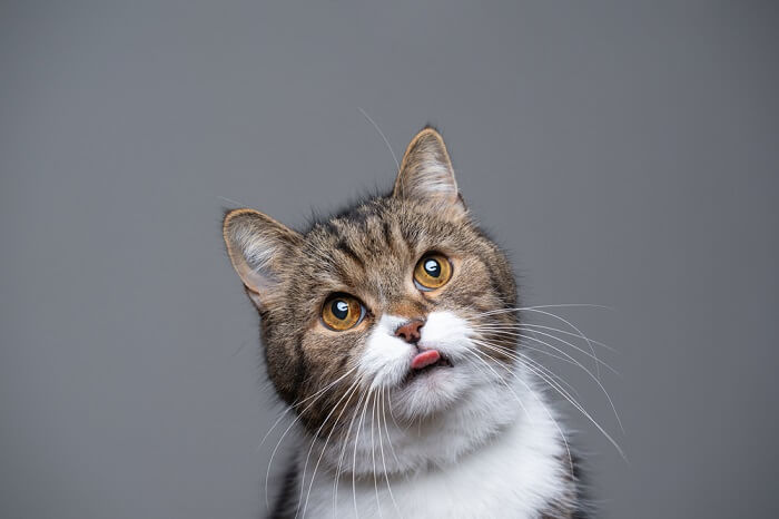 Image of a tabby and white British Shorthair cat sticking out its tongue, displaying a playful and amusing expression.