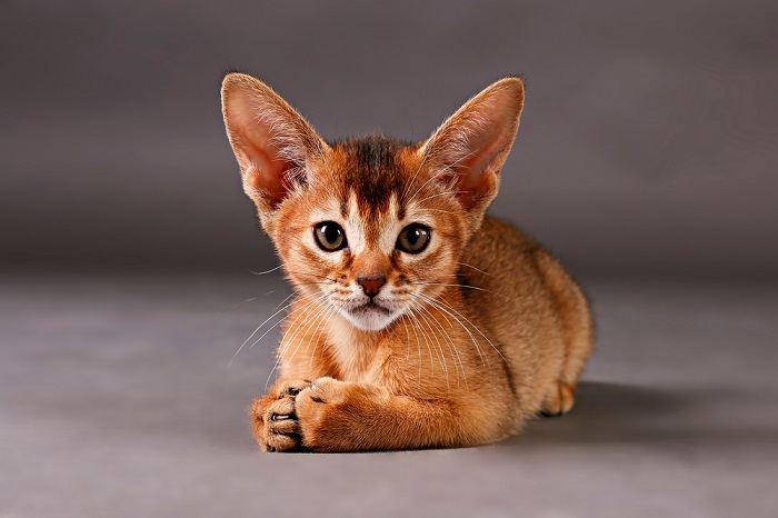 Abyssinian kitten