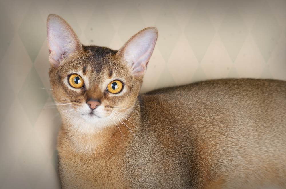 Beautiful female Ruddy Abyssinian cat.