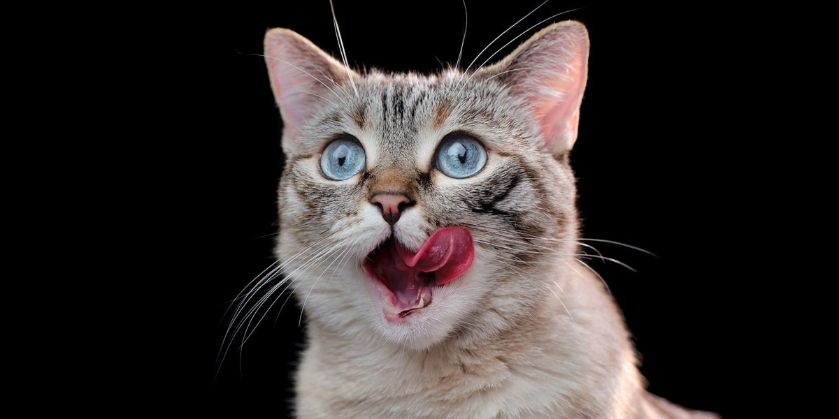 Image illustrating cats sticking their tongues out, capturing a playful and endearing moment of feline behavior.