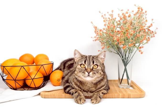 A cat curiously gazing at the camera near a basket of oranges and a flower vase, capturing a charming and inquisitive moment