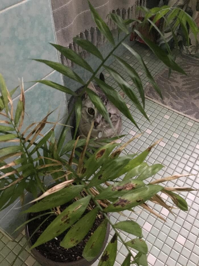 Jimmy the cat enjoying a playful game of hide-and-seek in the bathroom, embracing the excitement and mystery of finding clever hiding spots within the household.