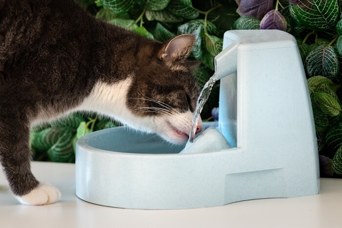 Vigilant cat quenching its thirst from a water bowl. The image captures the cat's intent focus while consuming water.