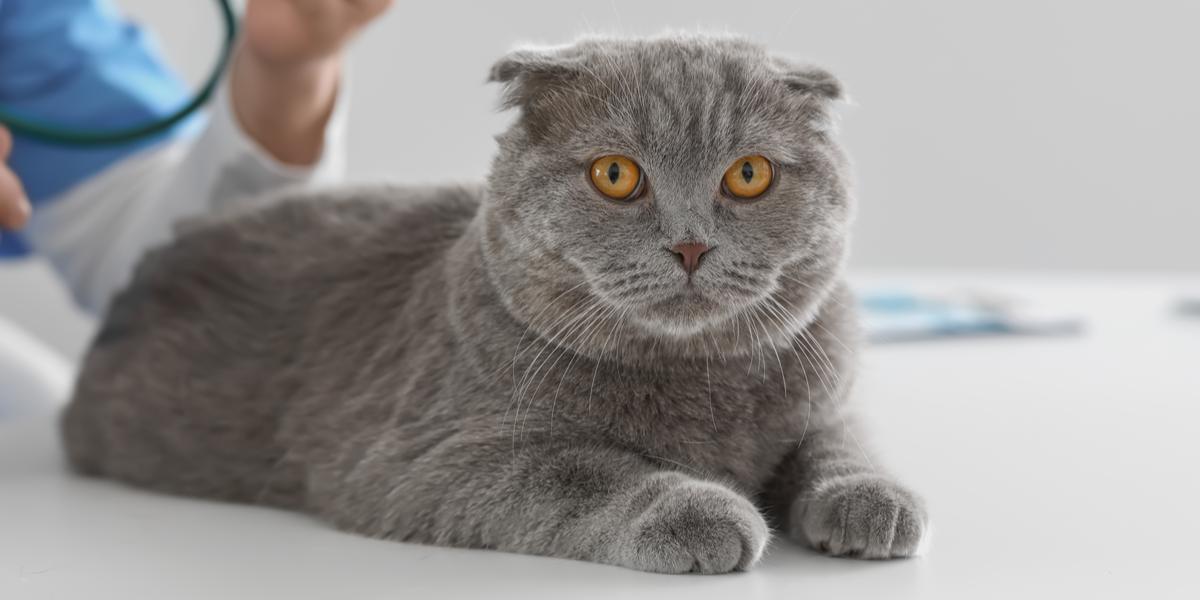 A gray and white cat resting peacefully, curled up on a soft surface, portraying tranquility and contentment.