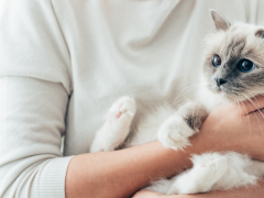 An endearing image showcasing a heartwarming moment of a cat receiving a gentle hug from a human.