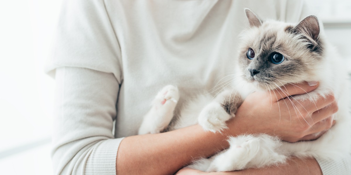 An endearing image showcasing a heartwarming moment of a cat receiving a gentle hug from a human. 