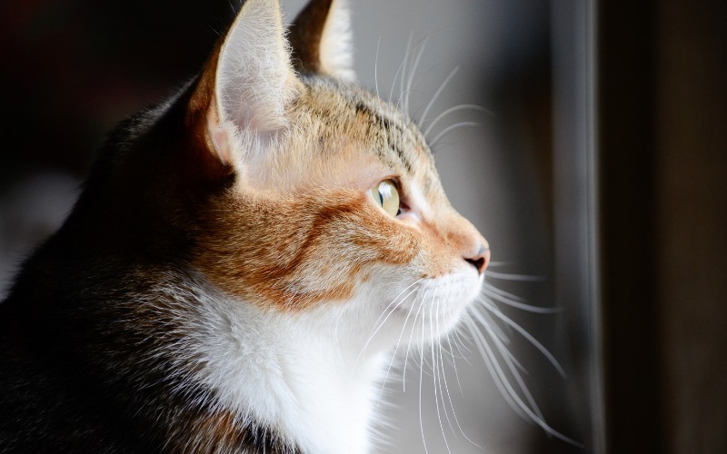 An enchanting image of a cat sitting by a window, gazing outside with a sense of wonder and curiosity, as it observes the world beyond.