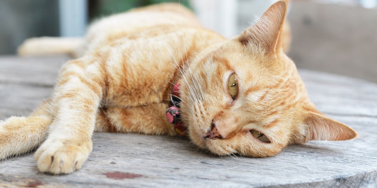 A somber-looking cat with droopy eyes and a lethargic posture, showing signs of illness or discomfort.