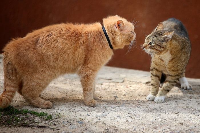 fight cat