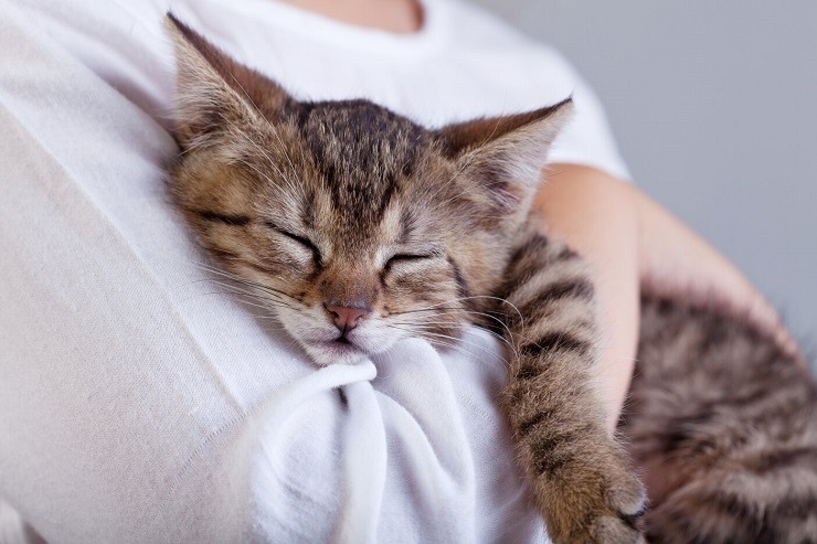 A heartwarming scene of a young kitten hugging a stuffed animal affectionately, showcasing innocence, tenderness, and the natural nurturing instincts of feline companions.