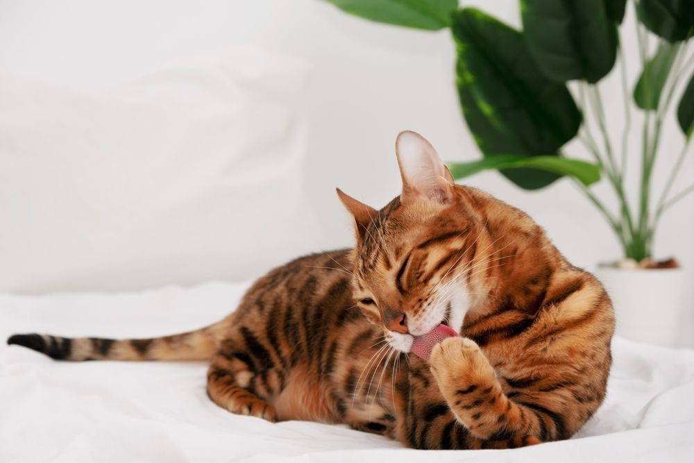 Beautiful bengal cat licking paw