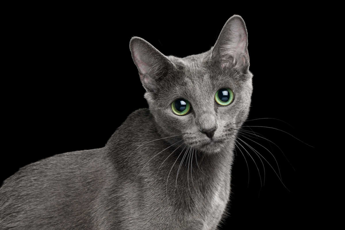 Russian Blue cat