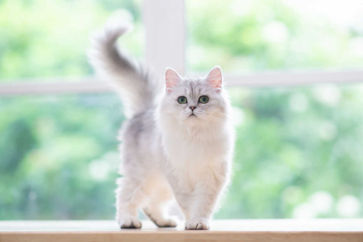 Silver chinchilla Persian cat