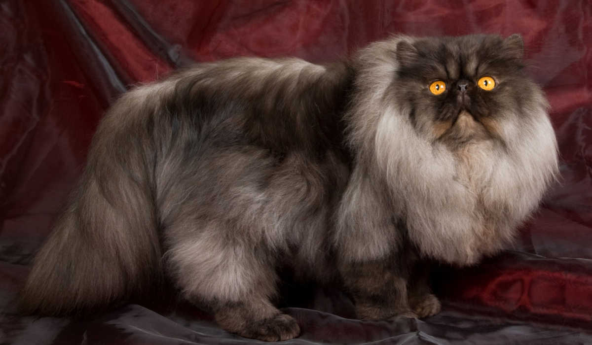 Black smoke Persian cat