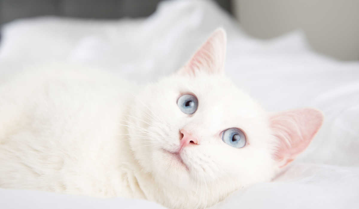 Albino cat white with blue eyes