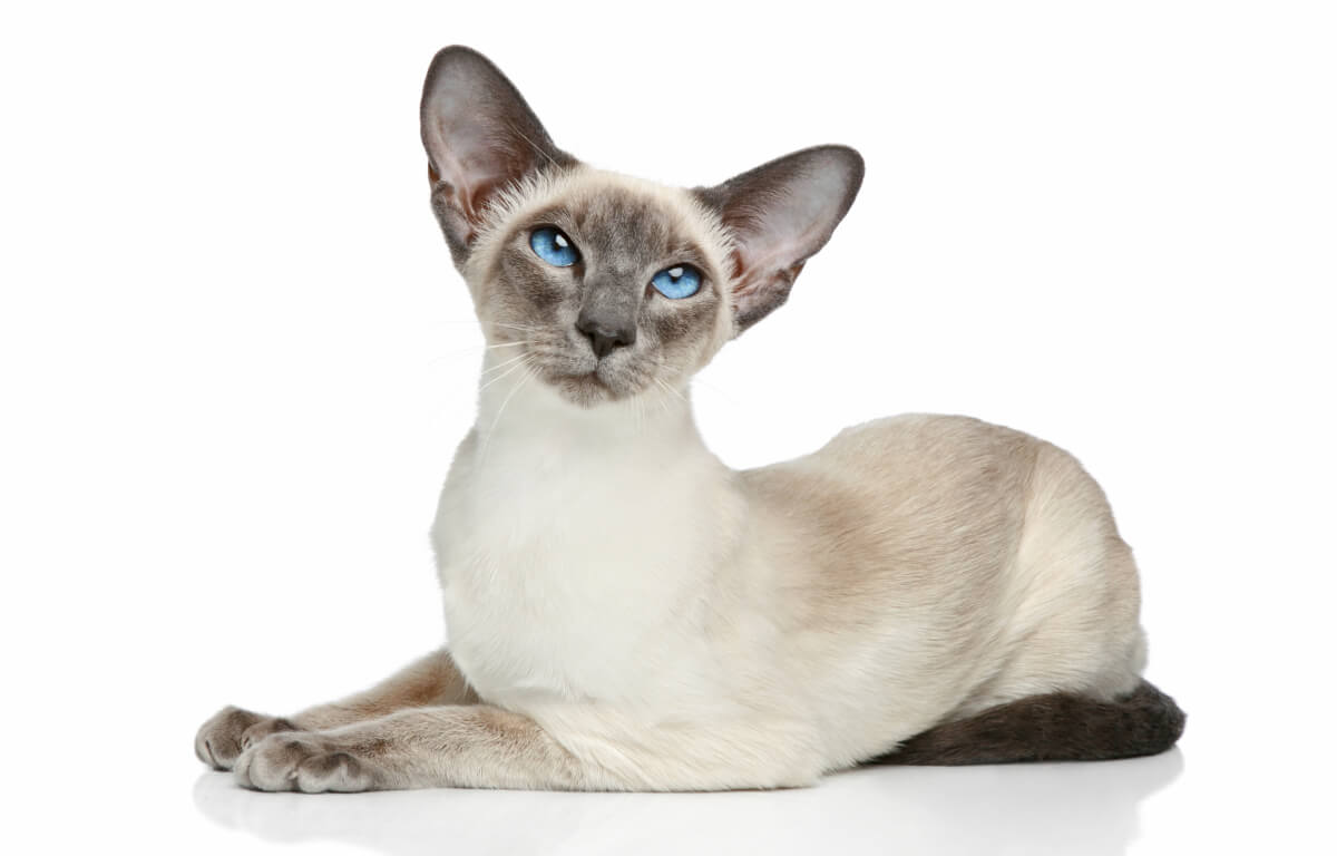 Siamese cat with blue eyes