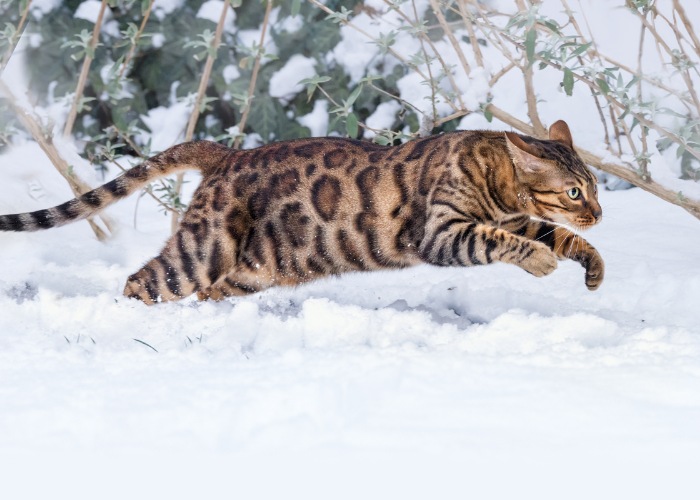 Bengal cat in a rapid run. 