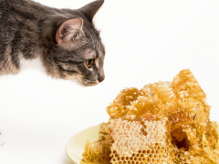 A cat curiously sniffing a plate of honey, exhibiting its inquisitive nature and exploration of scents