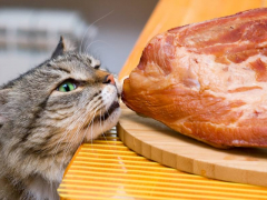 "Visual depiction addressing the question: 'Can cats eat pork?