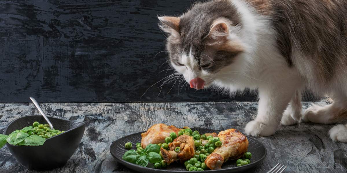 Satisfied cat relishing a meal of turkey.