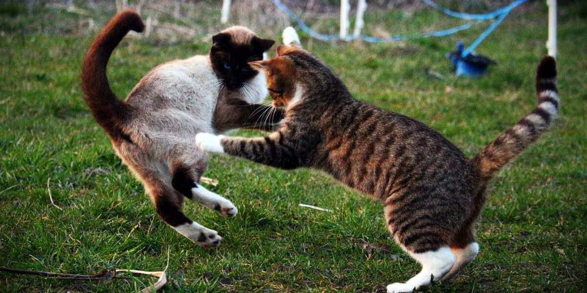 The image seems to depict a cat displaying signs of aggression or discomfort towards another cat.