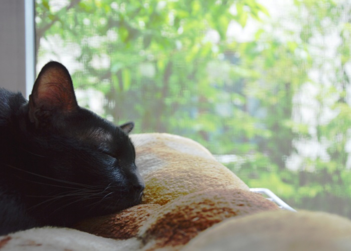 cat sleeping on a bed