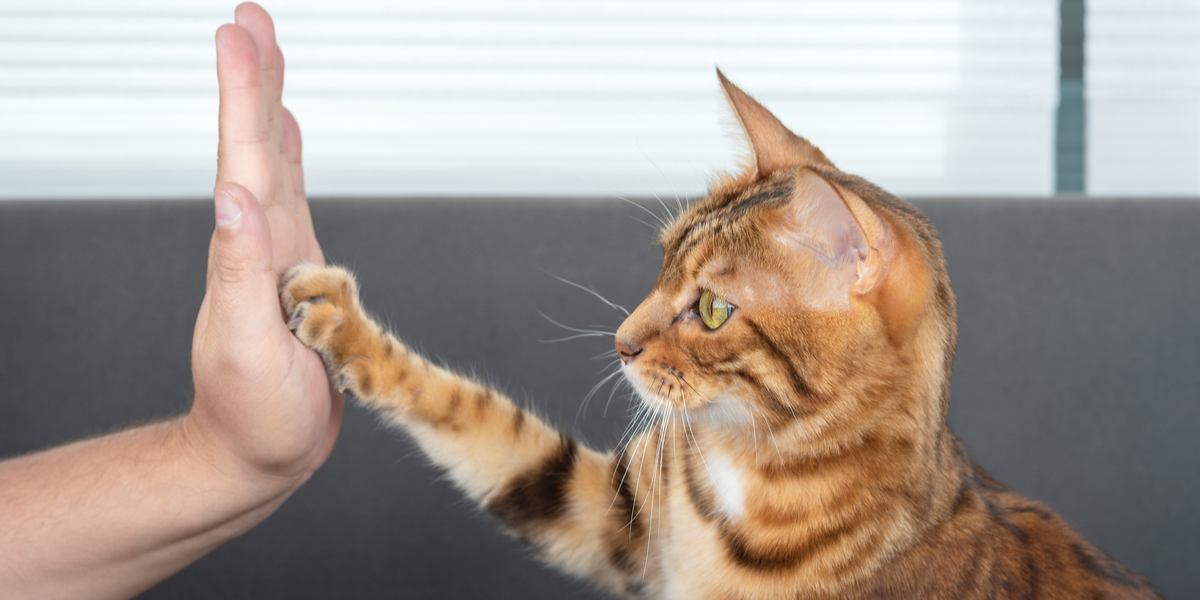 Image illustrating cat training.