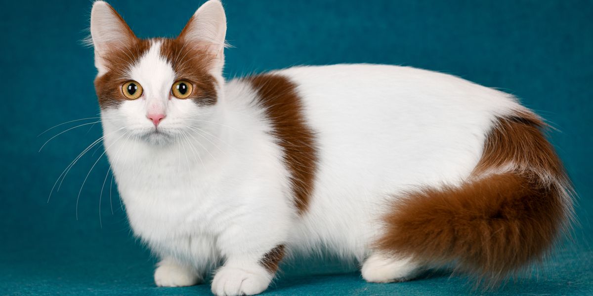 Image of a Dwarf cat, a breed known for its small size and unique features, sitting charmingly and capturing attention with its endearing appearance.