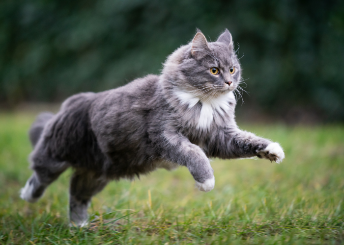 cat running in the garden