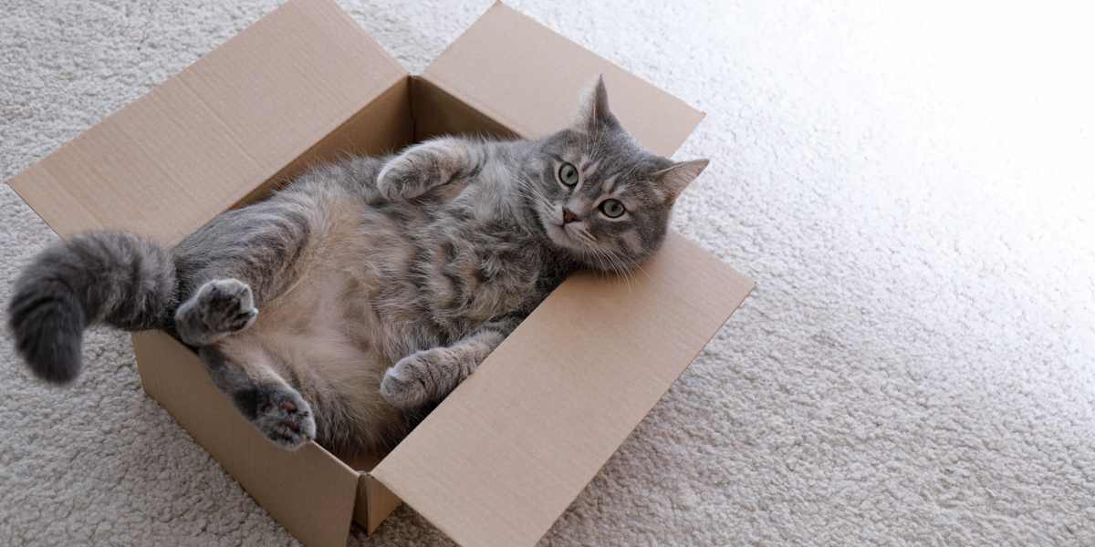 Image illustrating the phenomenon of why cats like boxes, showcasing a cat's fascination and comfort within an enclosed space.