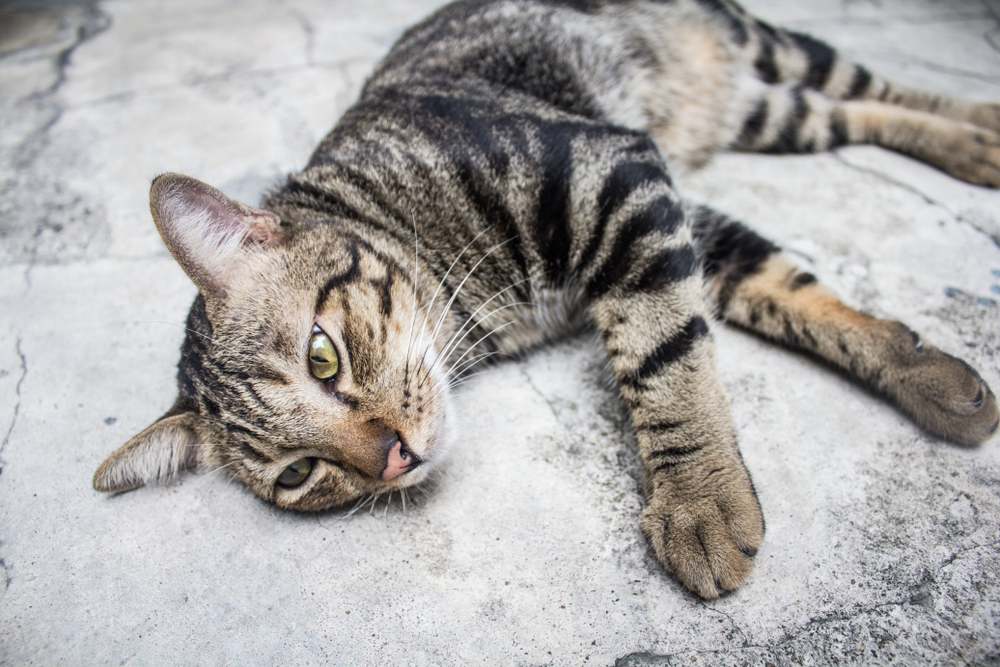 American bobtail cat lay down