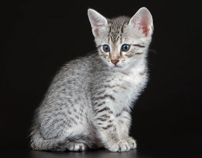 why do tabby cats have an "M" on their foreheads? 