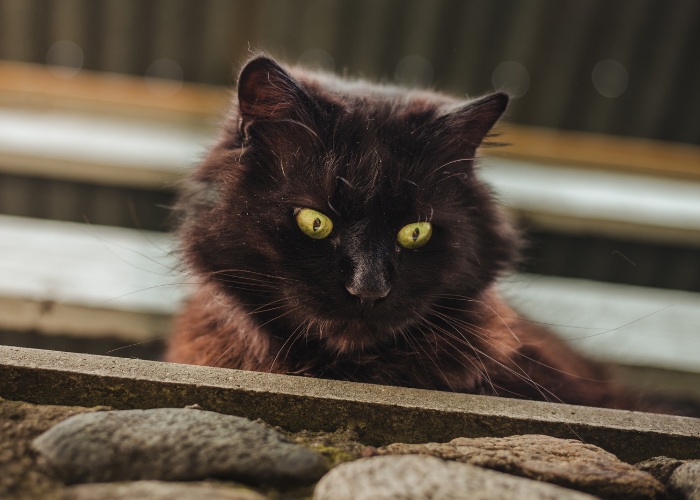 facts about feral cats