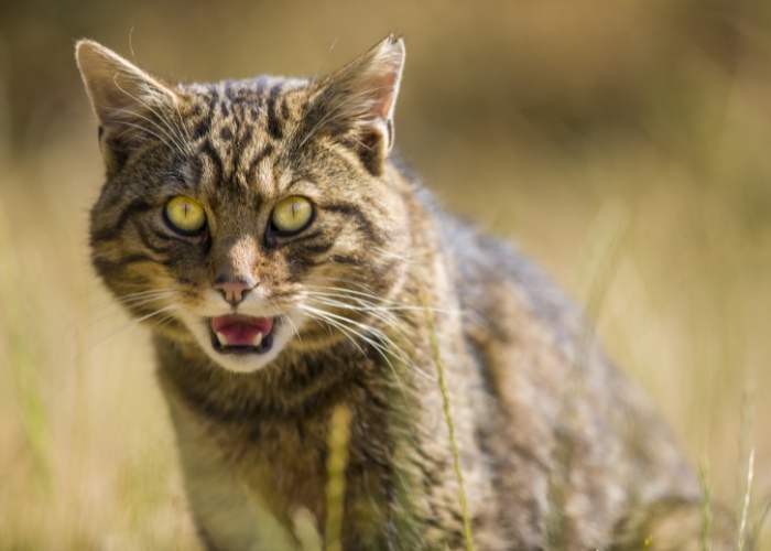 Cat with a large head