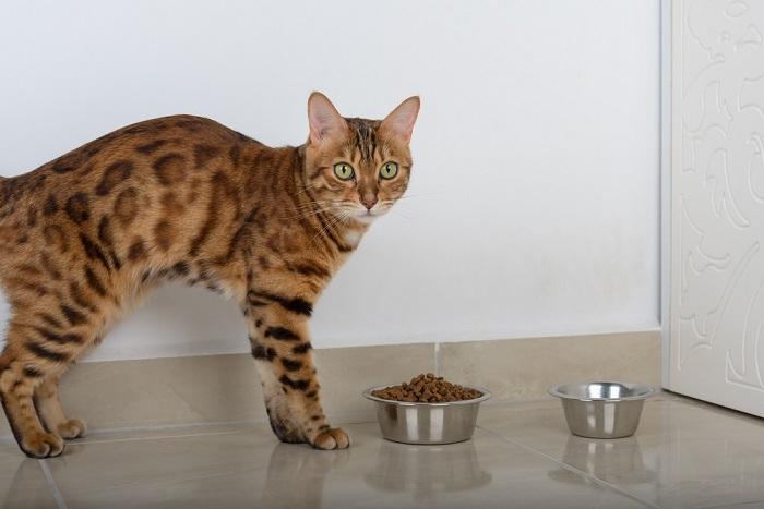 Cat and bowl interaction.