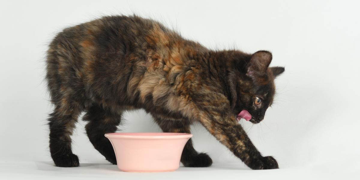 Cat curiously exploring around a bowl.