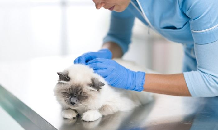 A veterinarian is examining a cat on a table