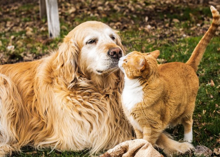 Adorable image depicting a cute cat and dog greeting each other with curiosity and friendliness.