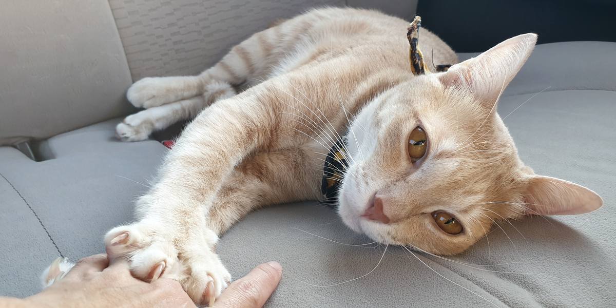 Cat lounging on a car seat