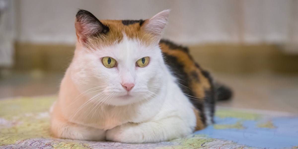 Portrait of a serious-looking cat, displaying an intense and focused expression, with its gaze fixed ahead.