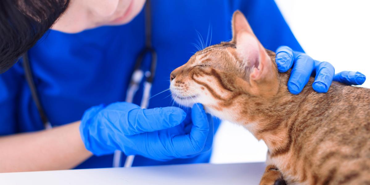 vet check cat