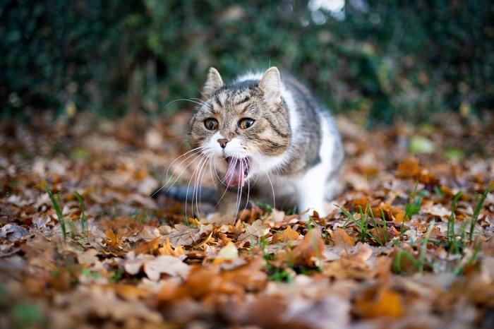 Photo of a cat in the midst of vomiting, indicating potential stomach upset or digestive discomfort.